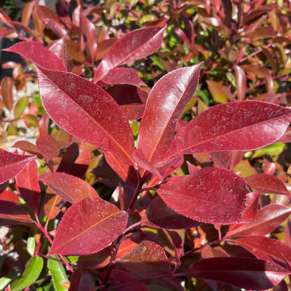 Photinia fraseri