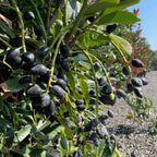English Laurel