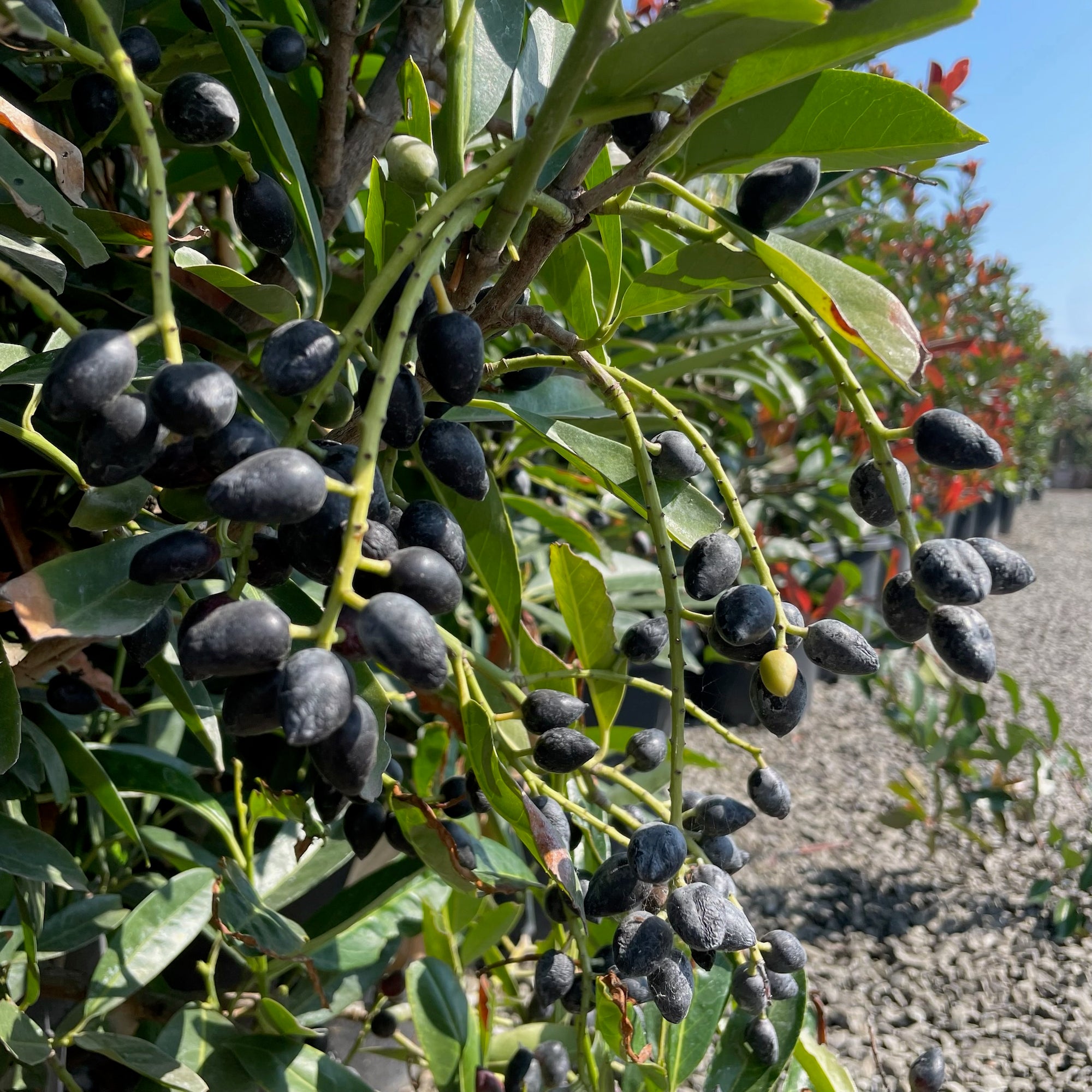 English Laurel