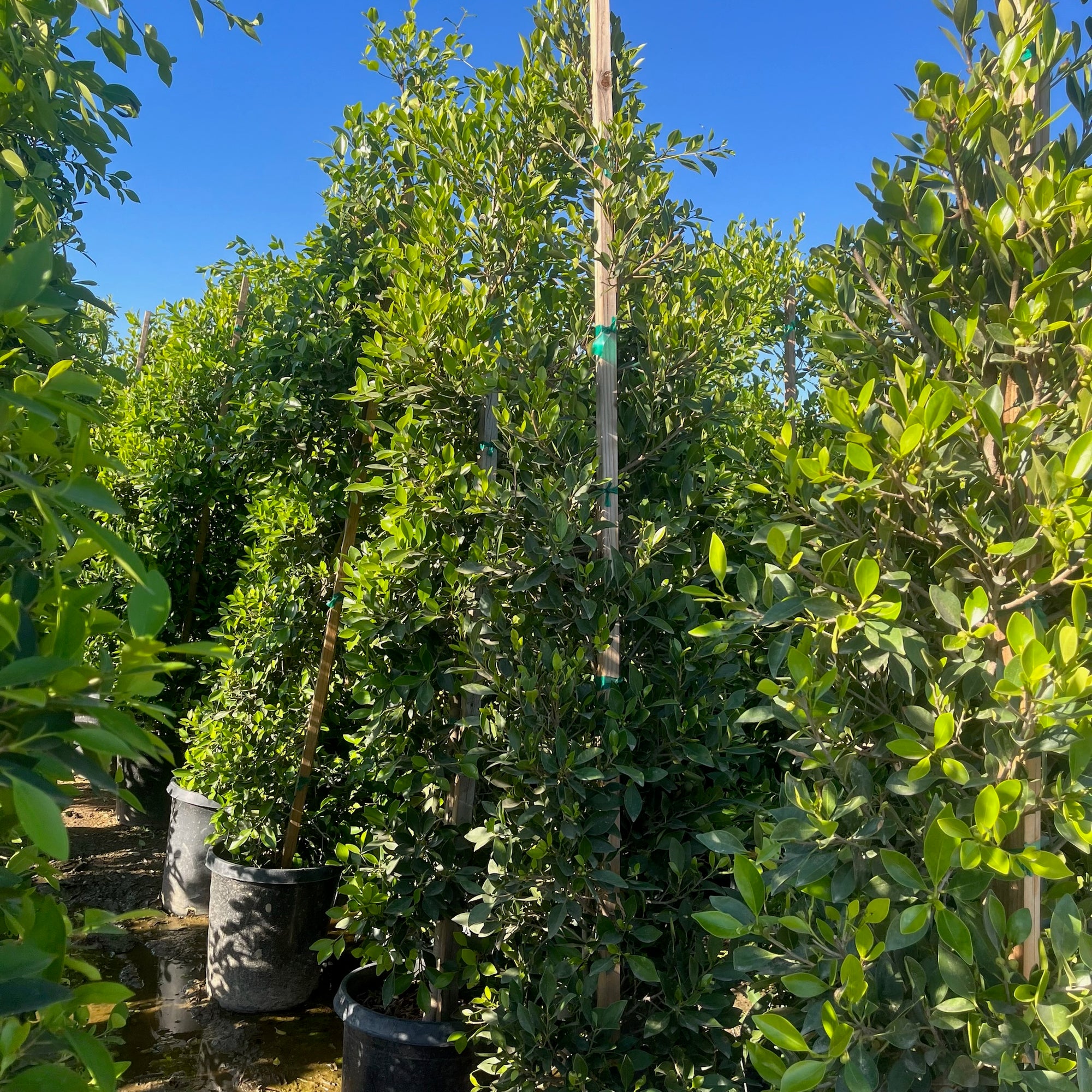 Indian Laurel Fig