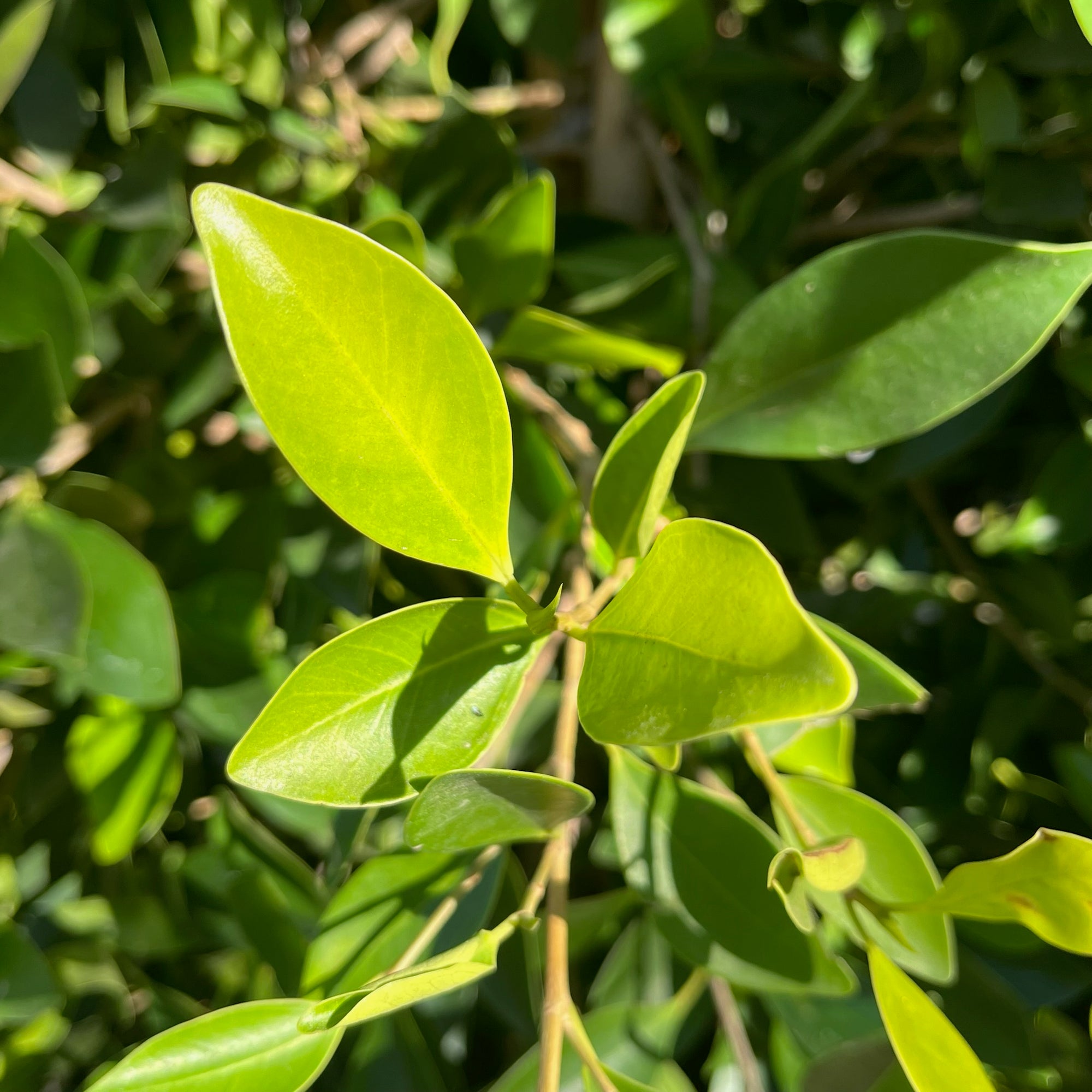 Indian Laurel Fig