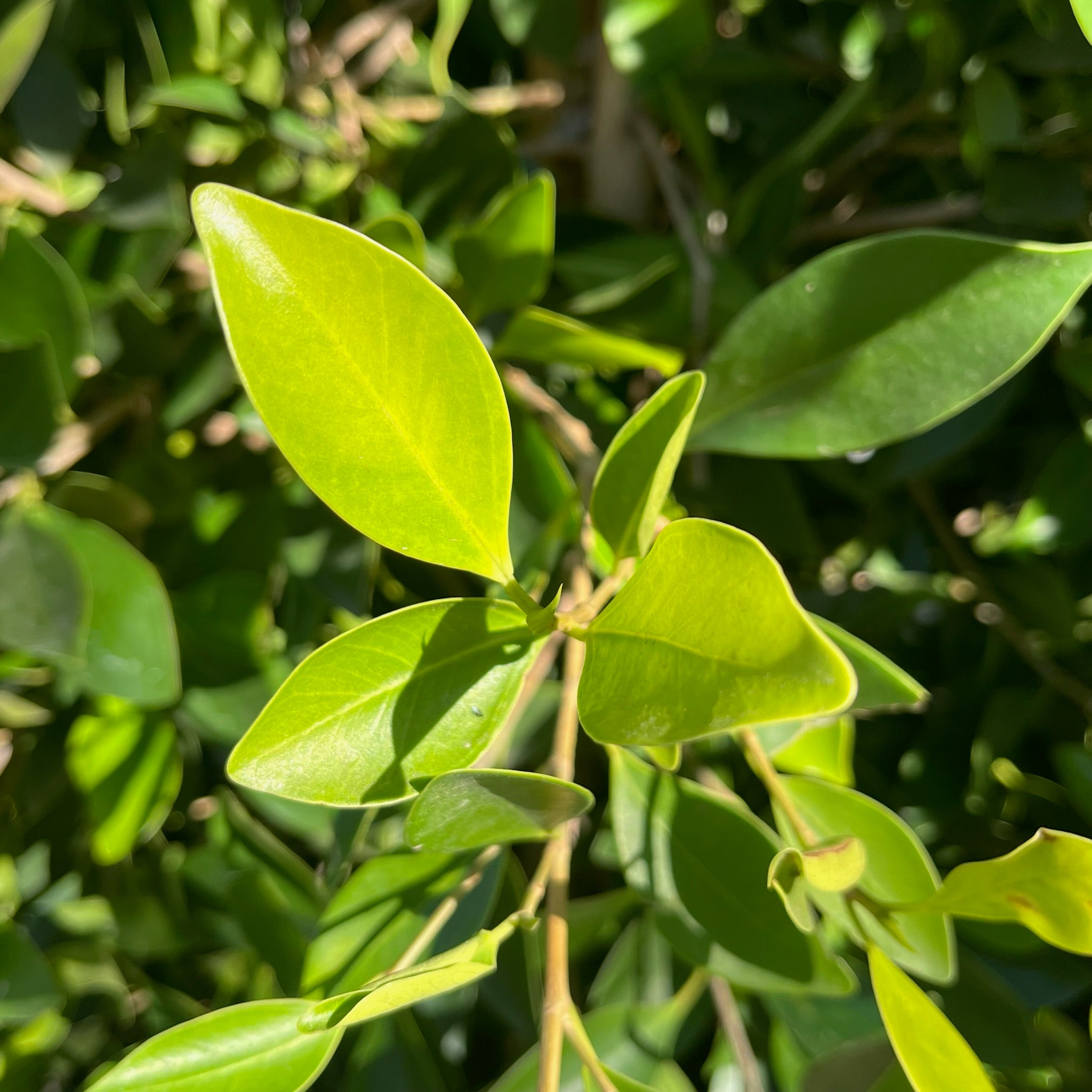 Indian Laurel Fig