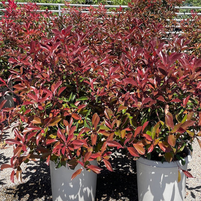 Photinia fraseri