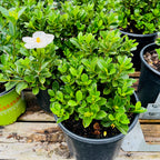 Star Gardenia