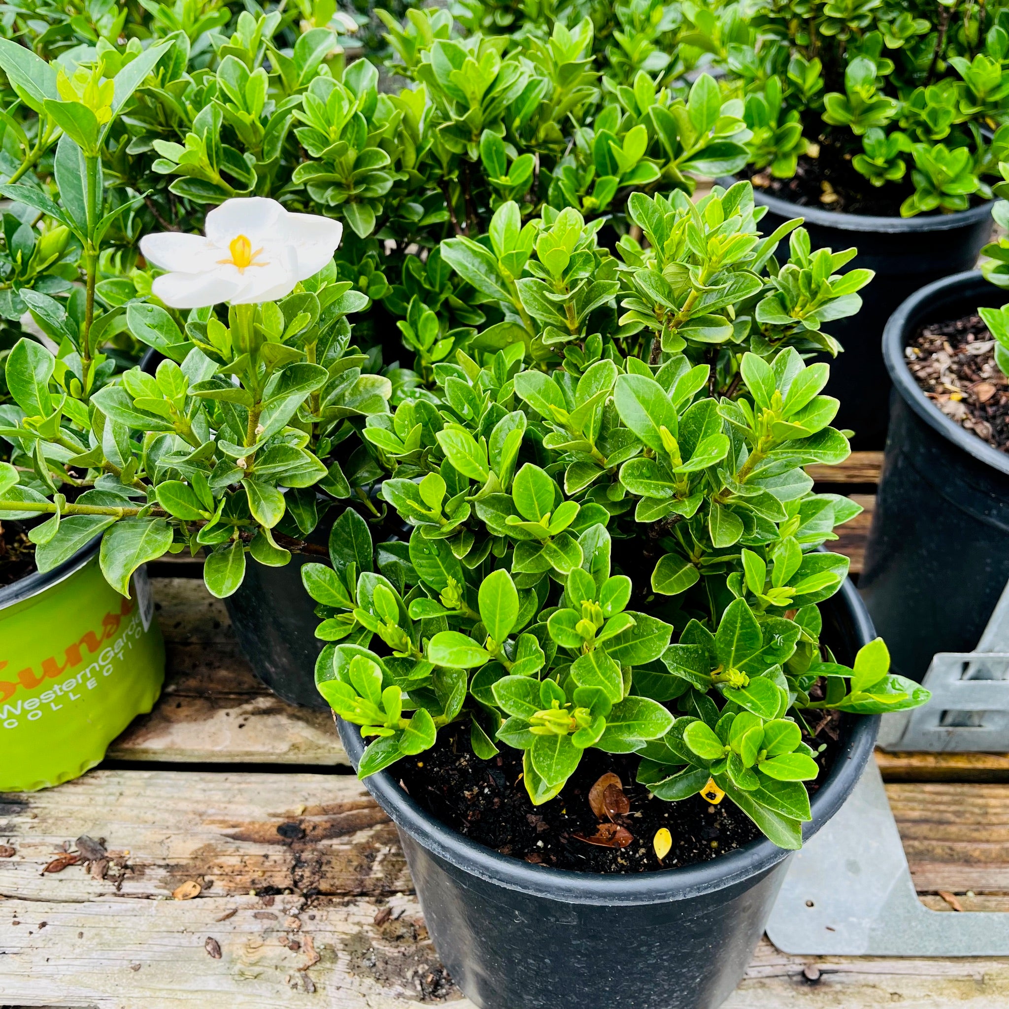 Star Gardenia