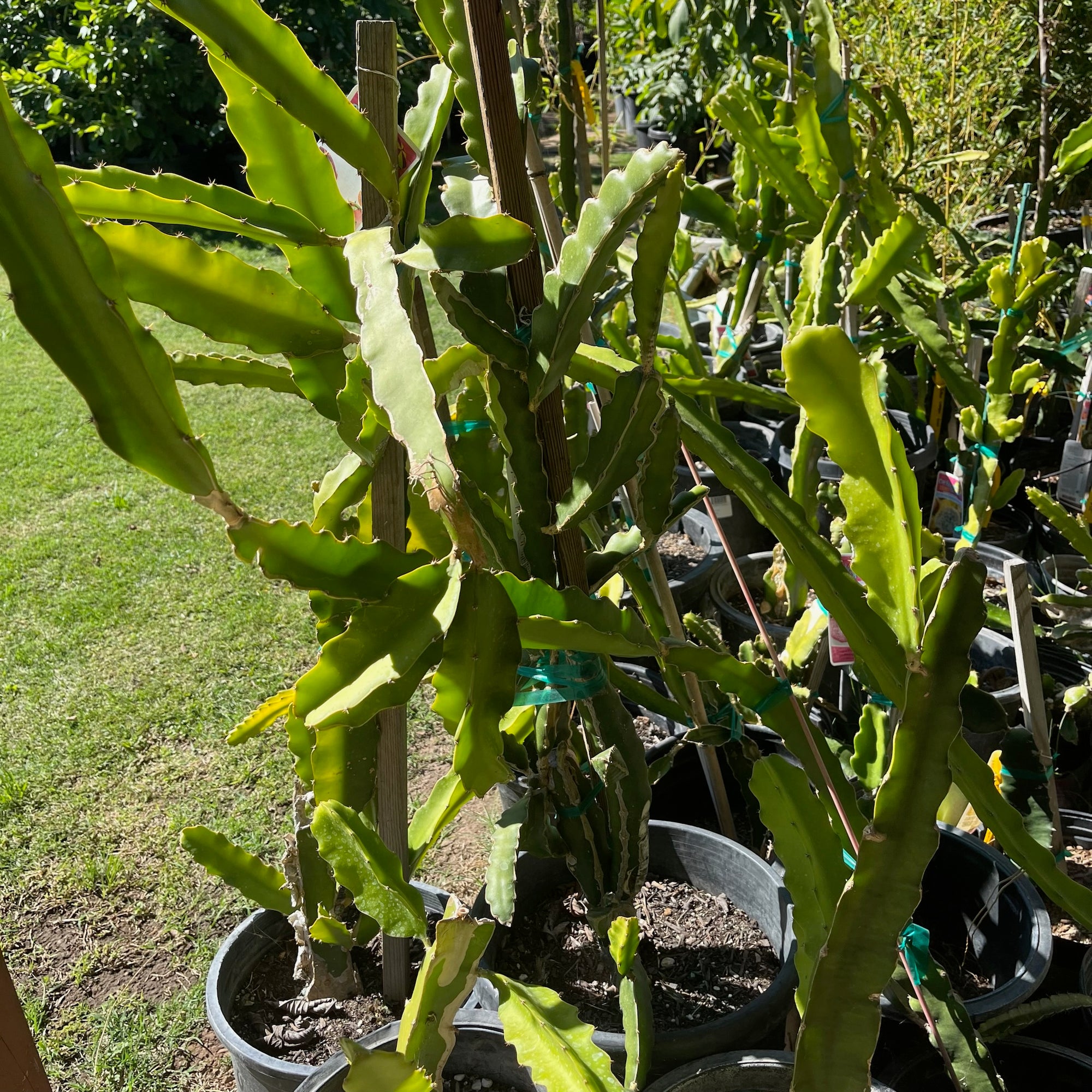 Yellow Dragon Fruit