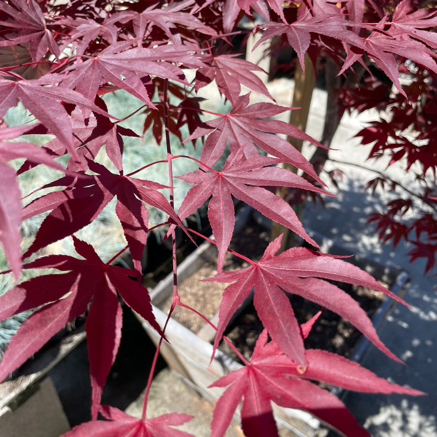 Fireglow Japanese Maple