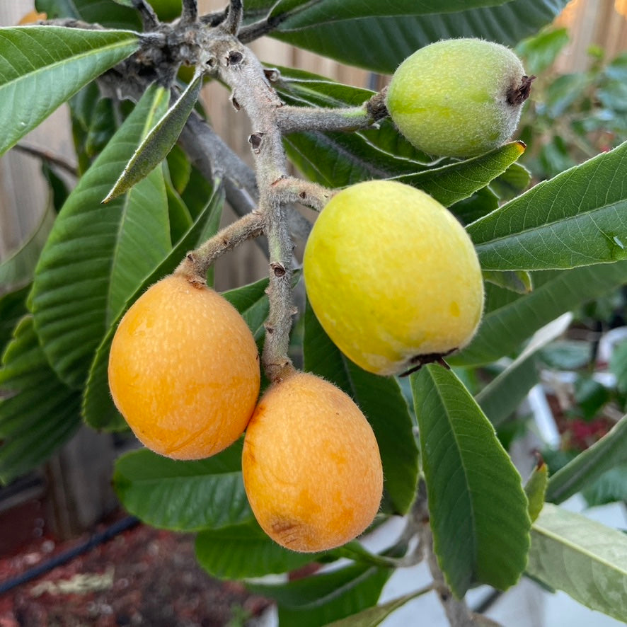 Fruiting loquat