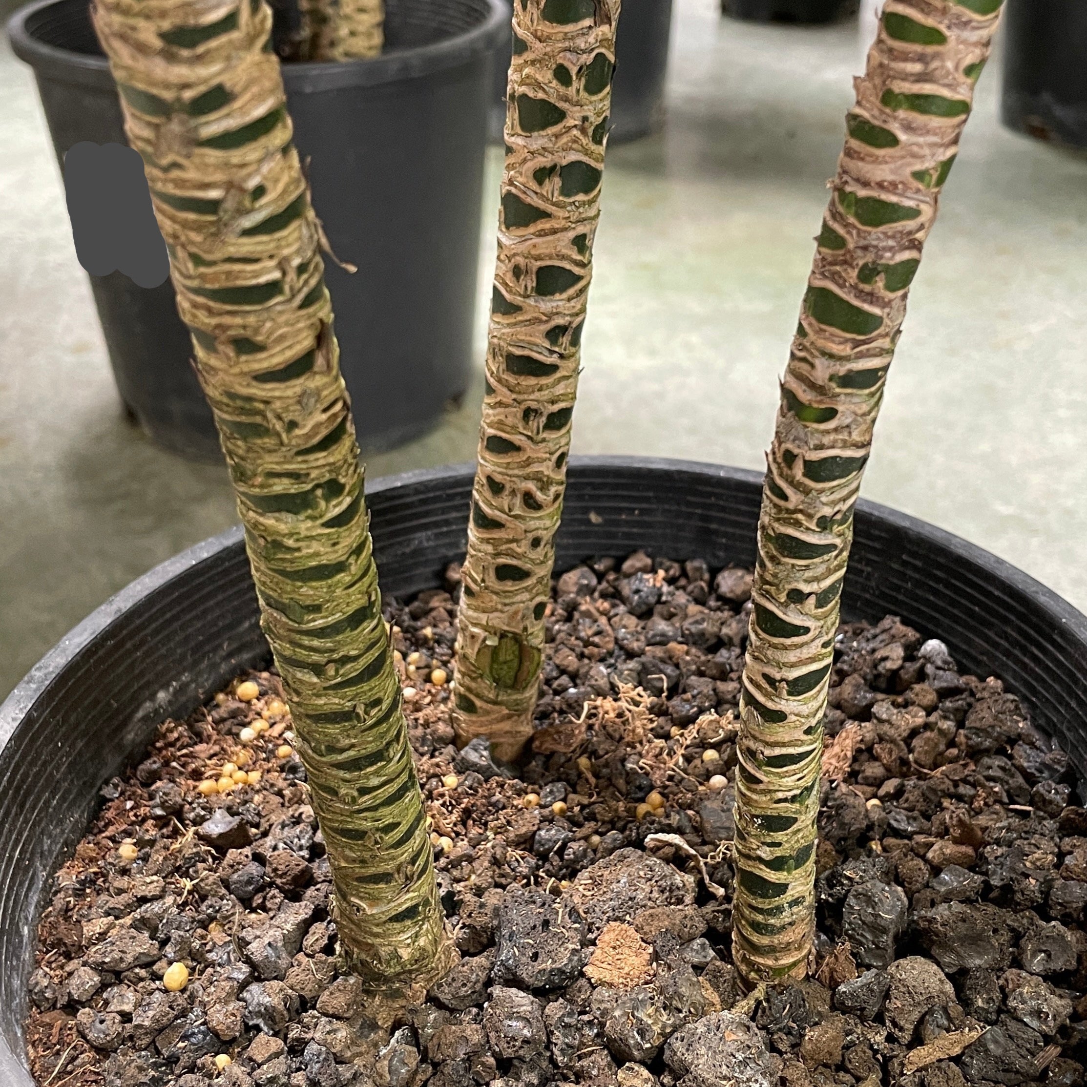 Dracaena JC Compacta