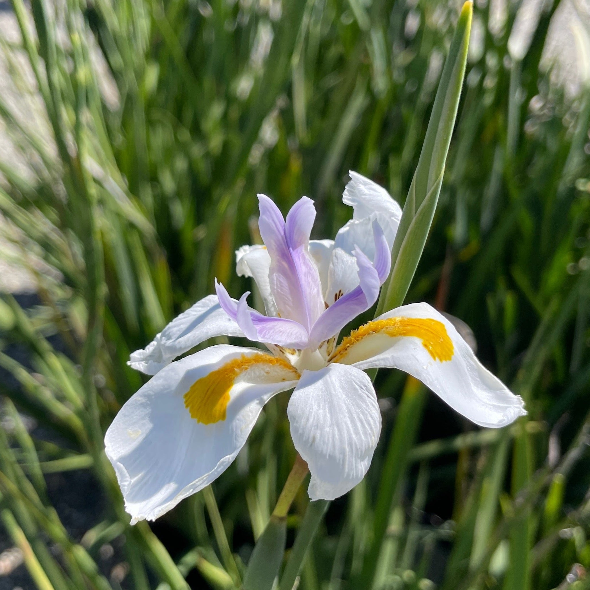 Dietes vegeta