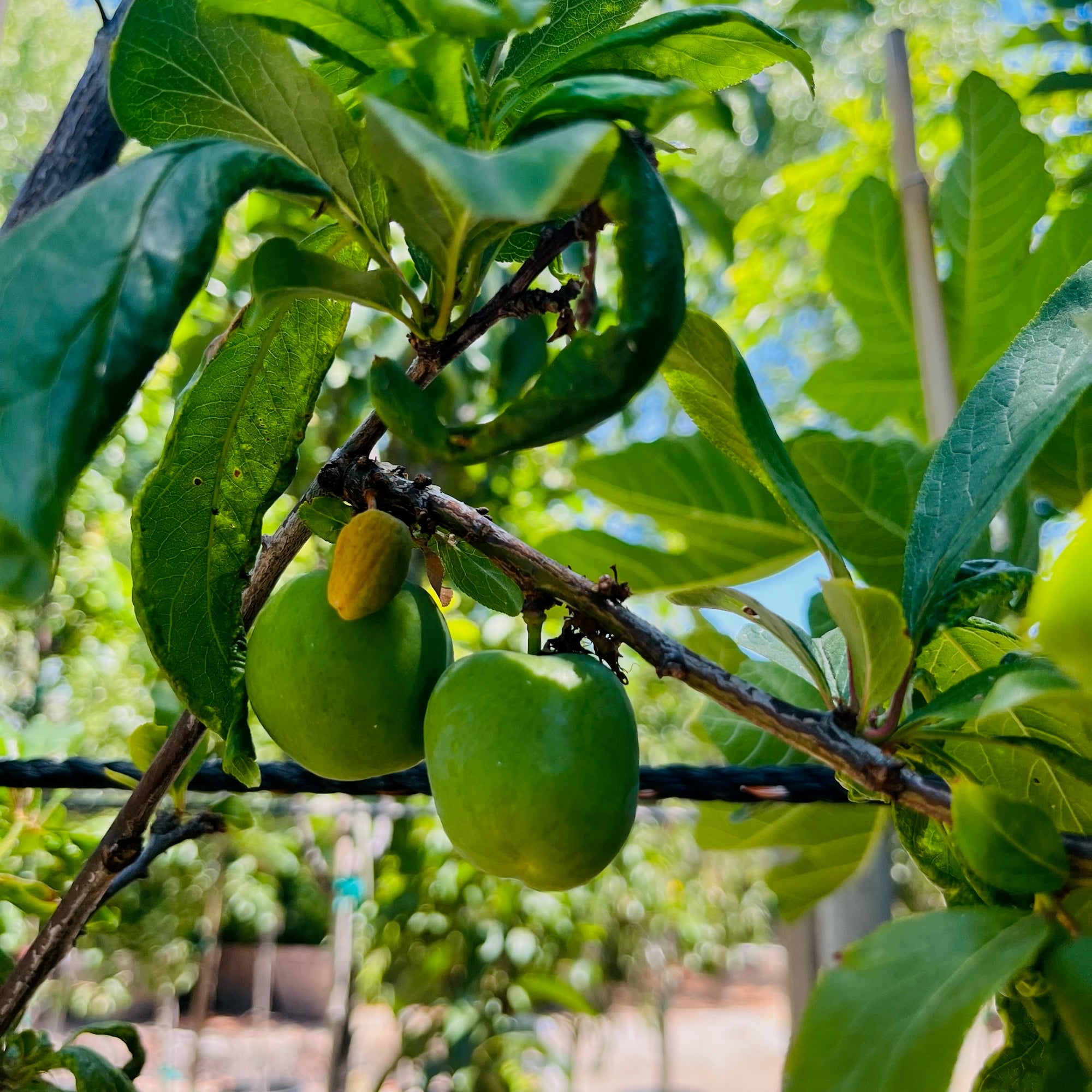 Elephant Heart Japanese Plum