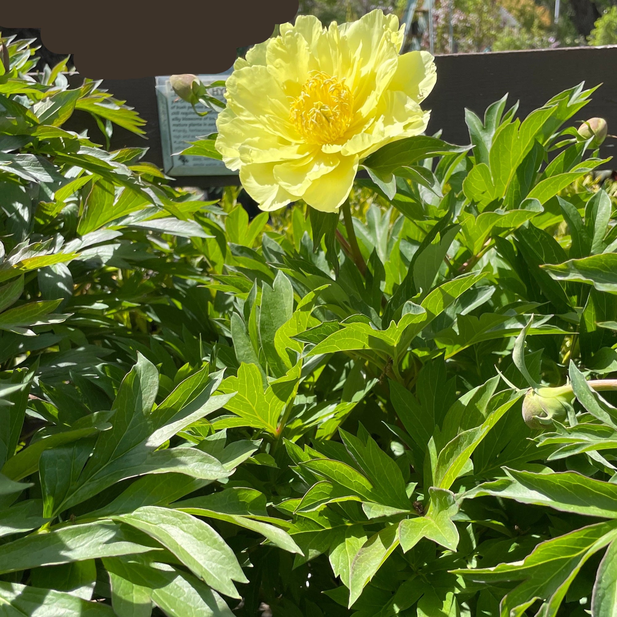 Yumi Iton Peony