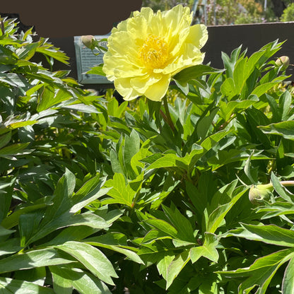 Peony flower-Beauty Ito