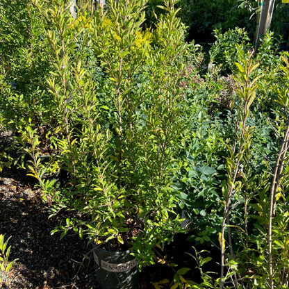 Soft Seed Pomegranate Tree-Angel Red