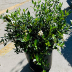 Traling  Gardenia