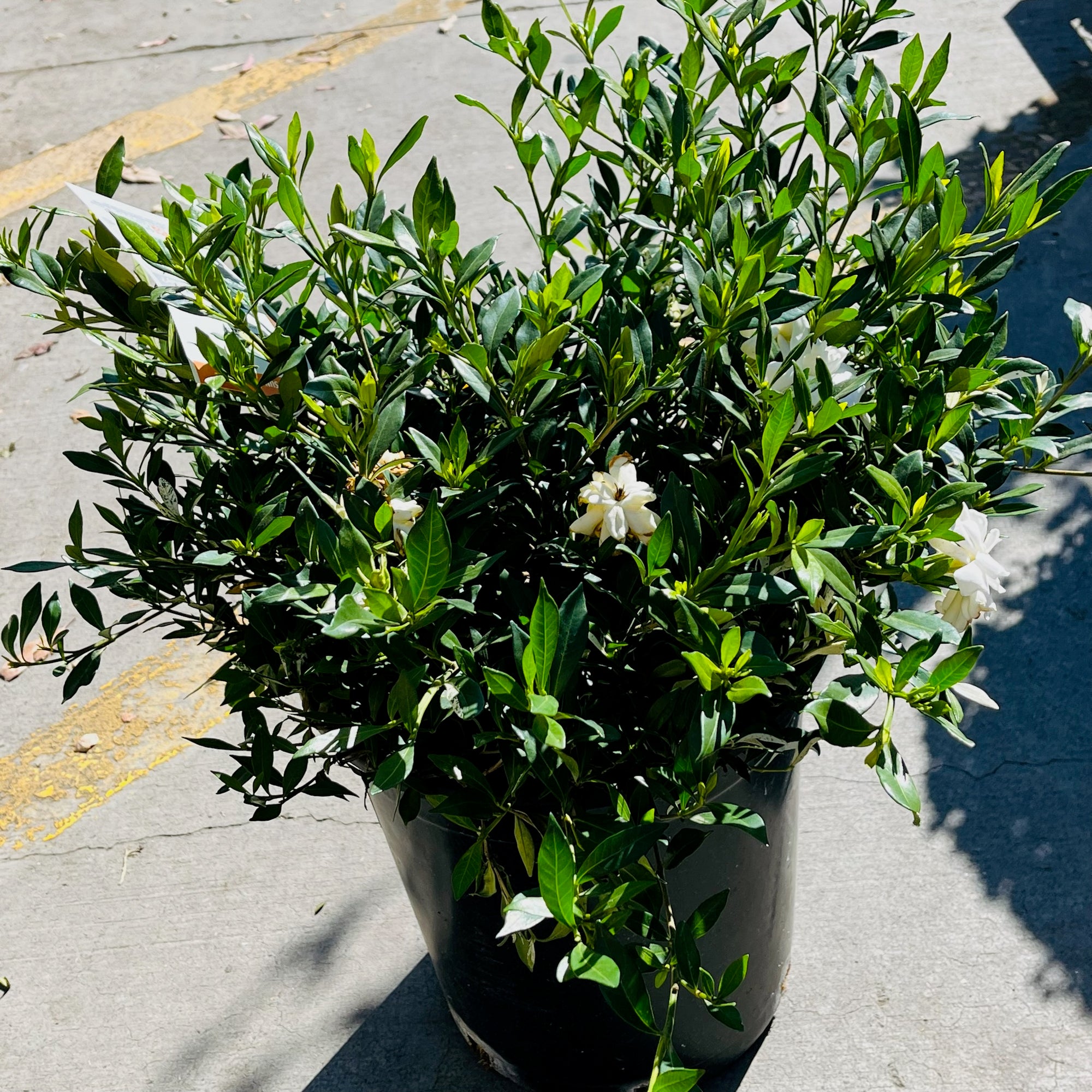 Traling  Gardenia