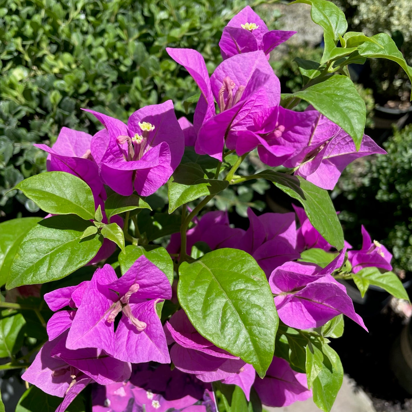 Bougainvillea-Purple Flower