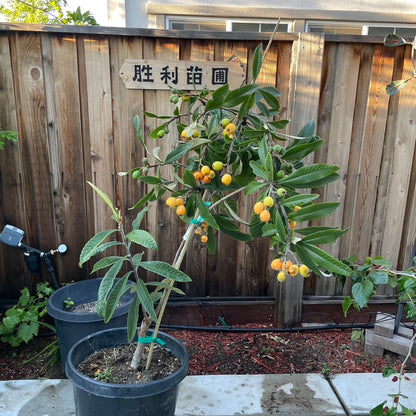 Loquat Tree-Champagne Loquat