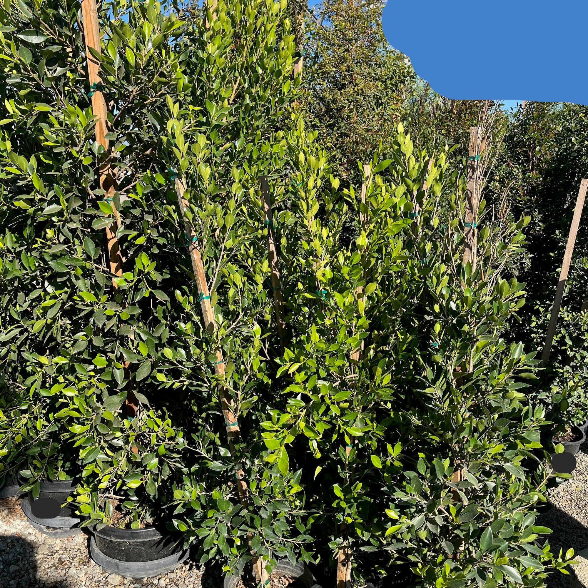 Indian Laurel Fig