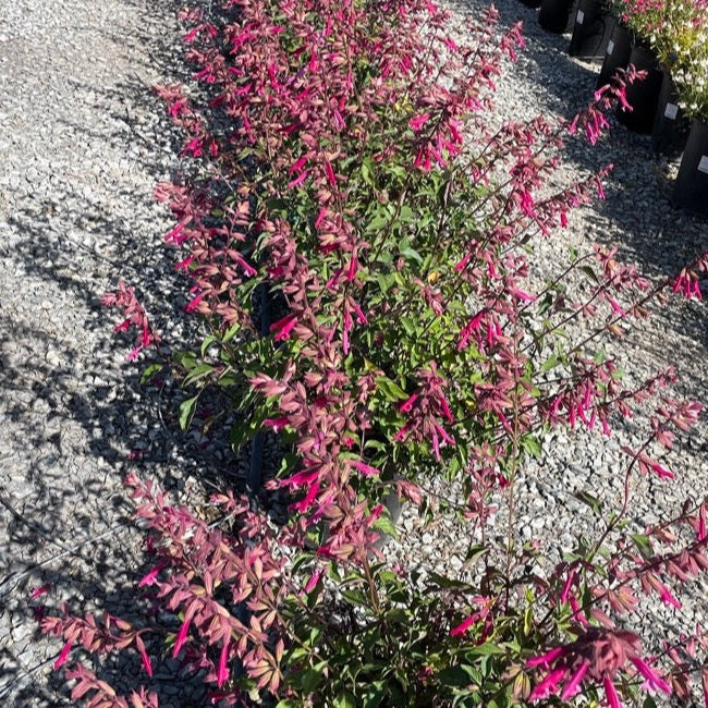 Kisses and Wishes Salvia