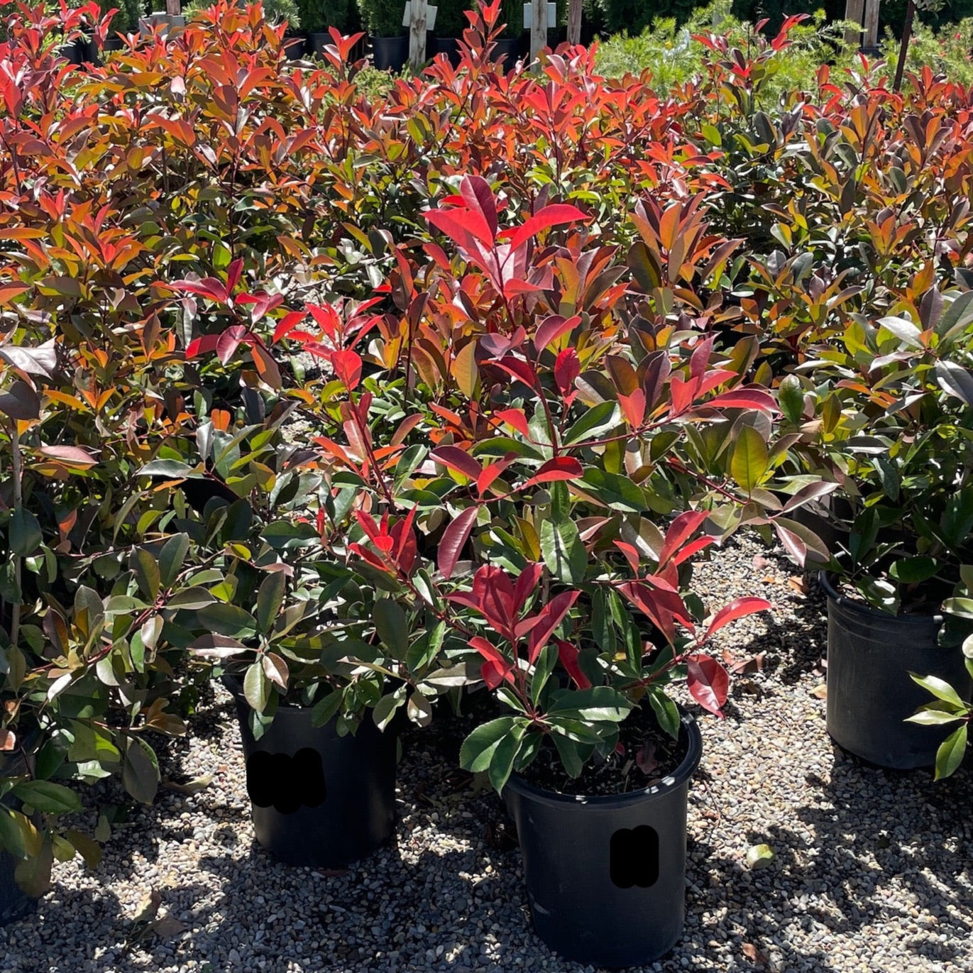 Red Tip Photinia
