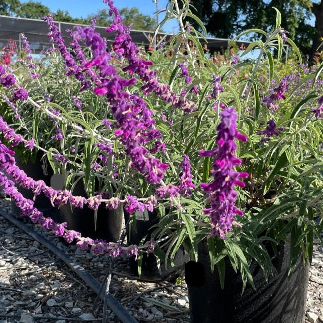 Mexican Bush Sage