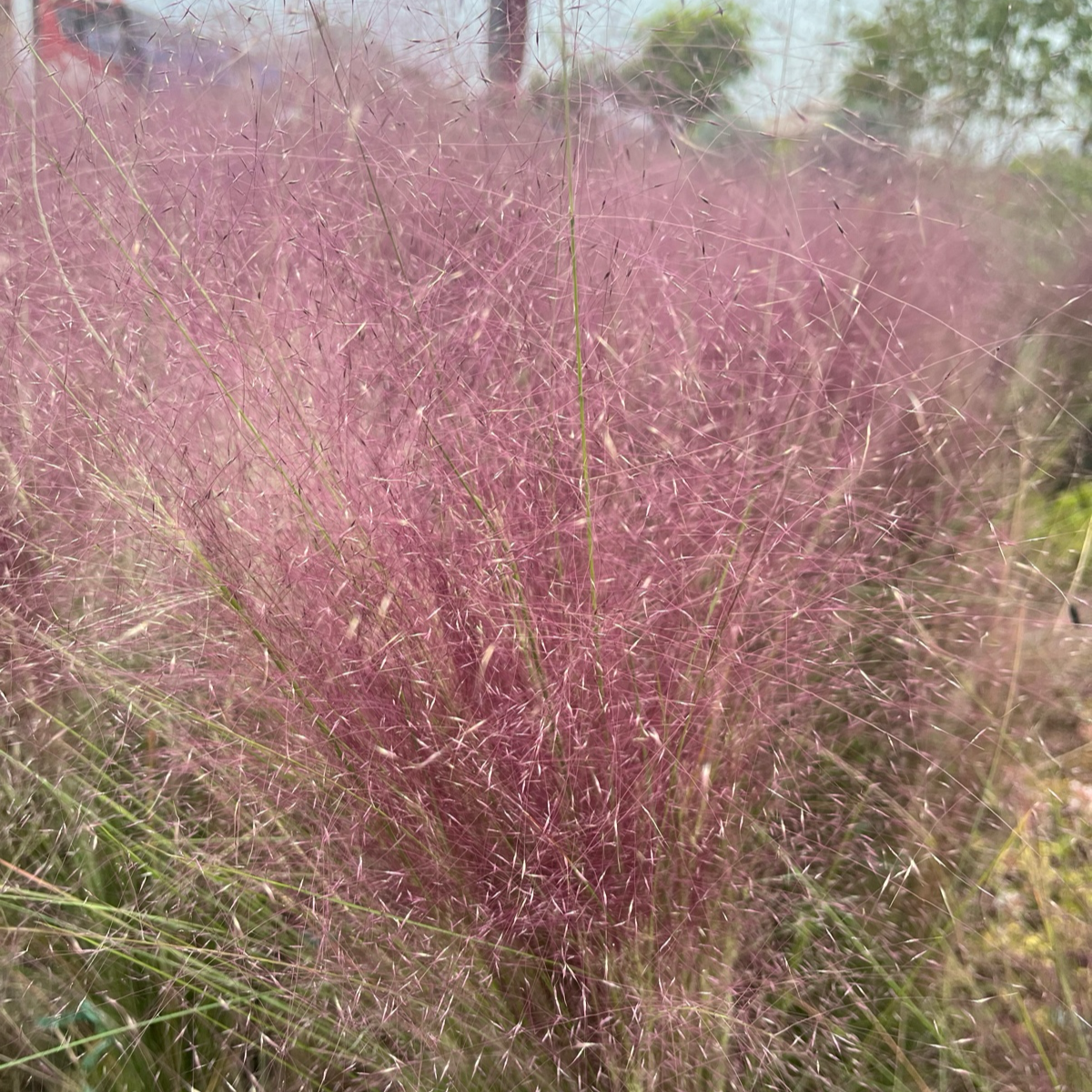 Pink Muhly Grass