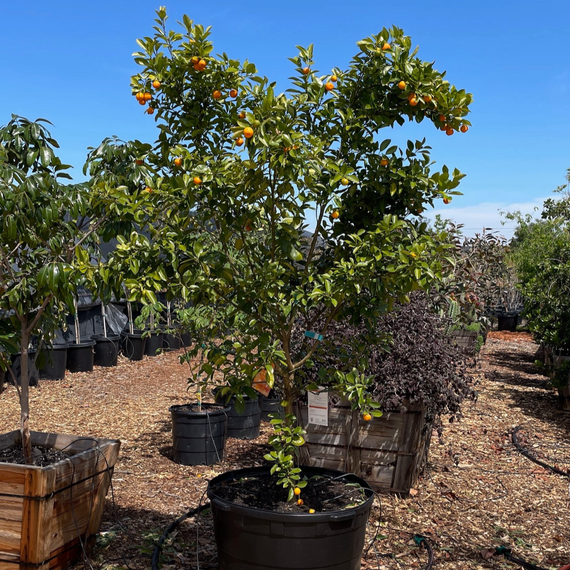 Calamondin Citrus