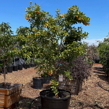 Lime Tree-Small Lime·Four Seasons Orange