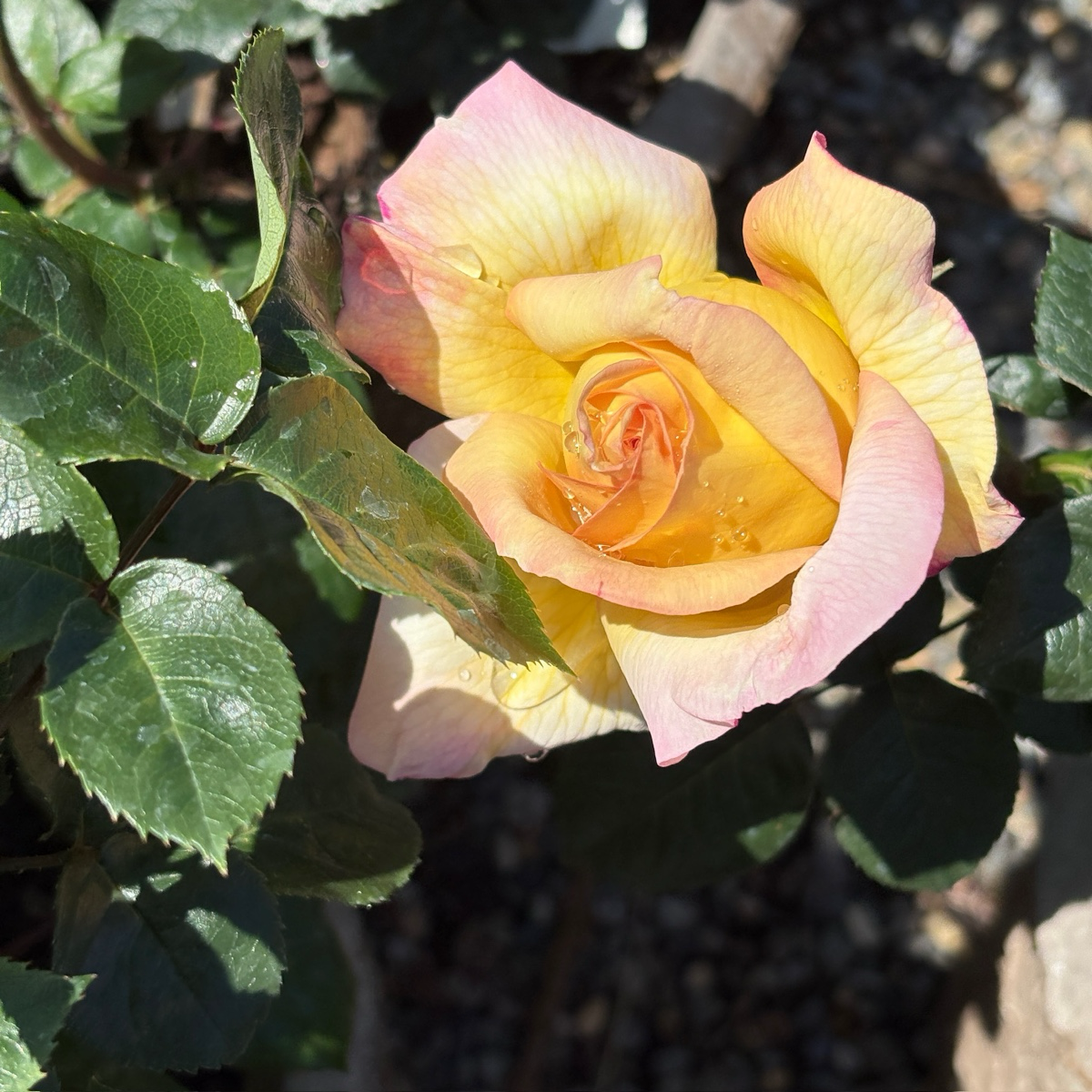 Peace Rose