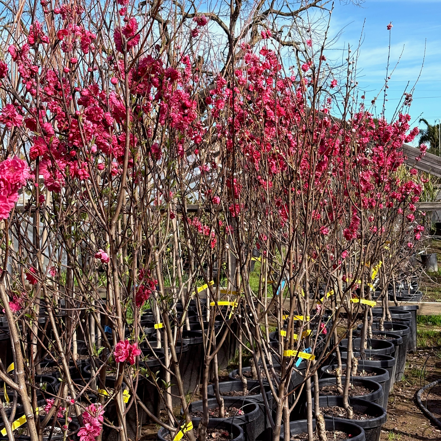 Peach Blossom Tree-Tricolor Peach Blossom Tree