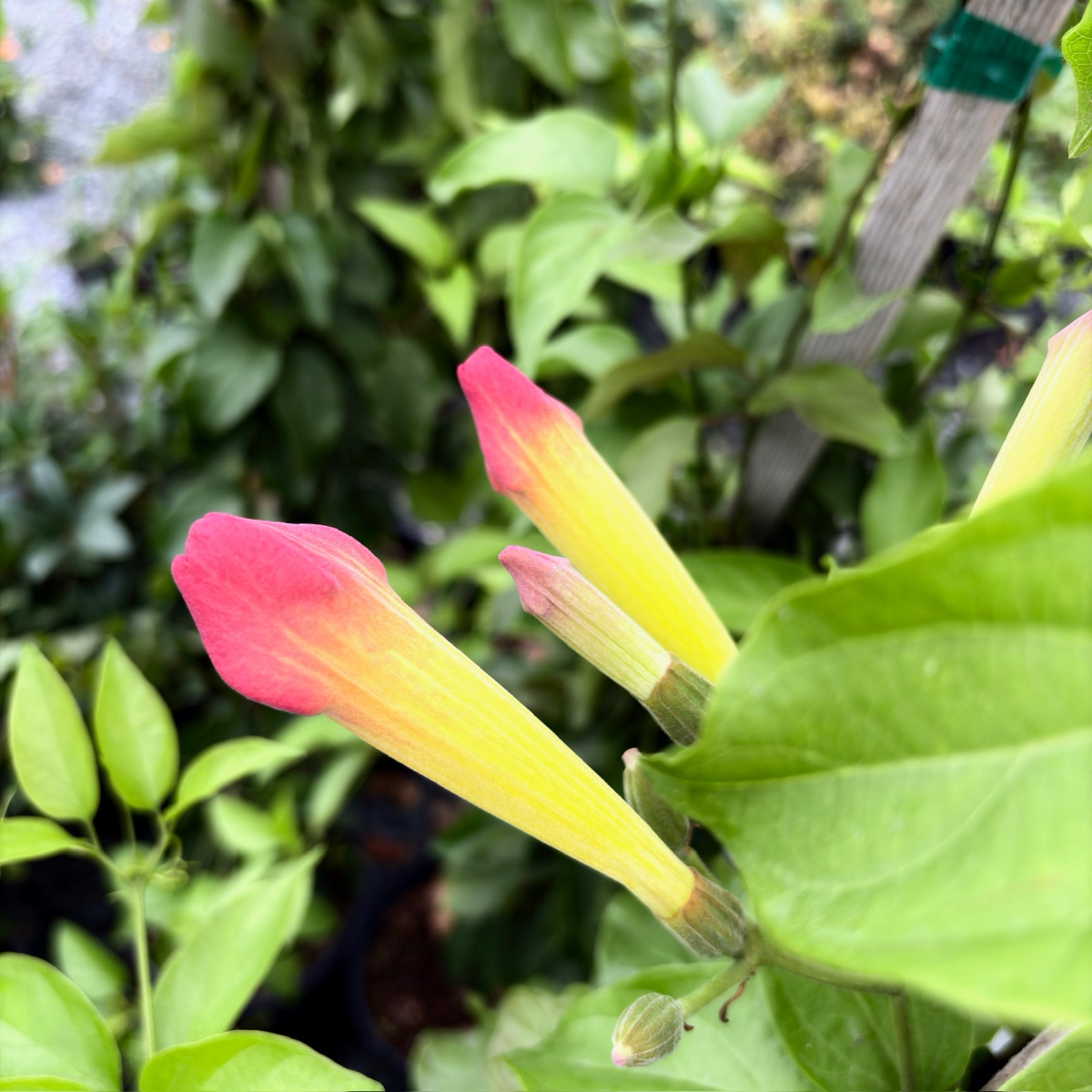 红钟花