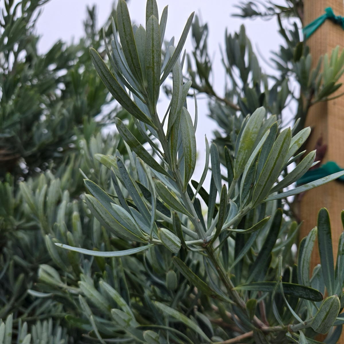 Podocarpus 'Glacier Bay'