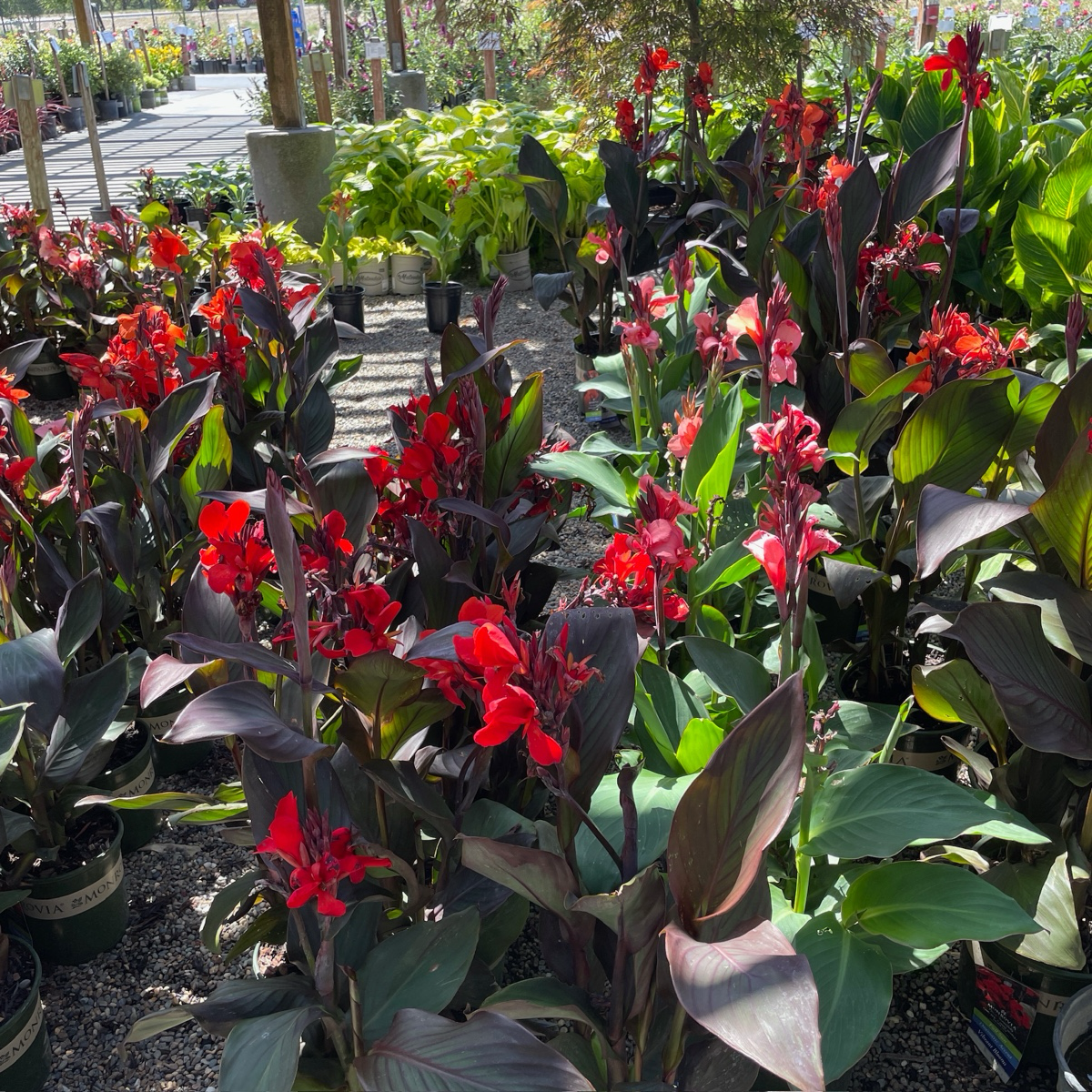 Cannova® Canna Lily