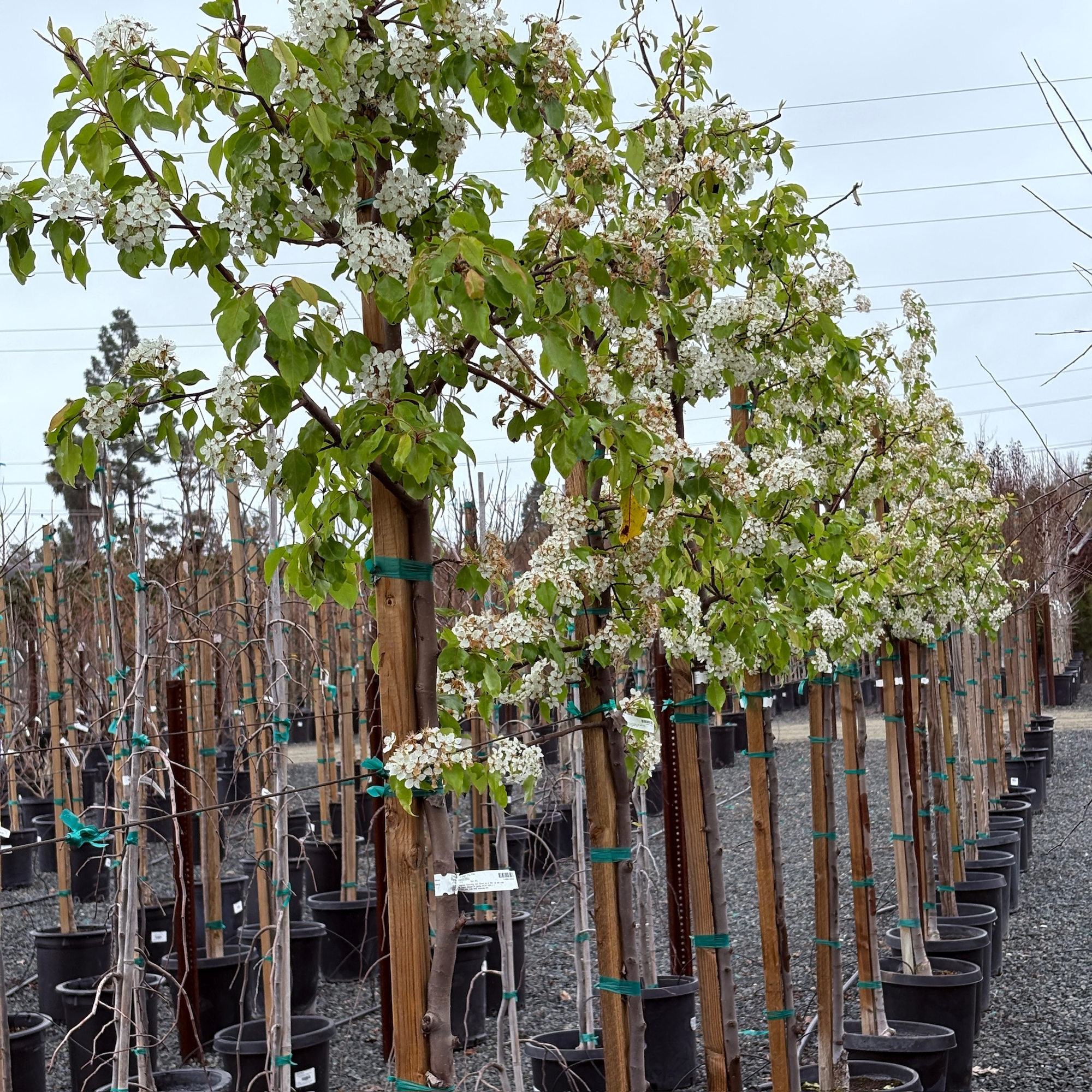 Evergreen Pear