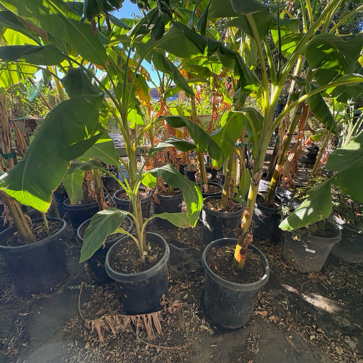 Banana saplings