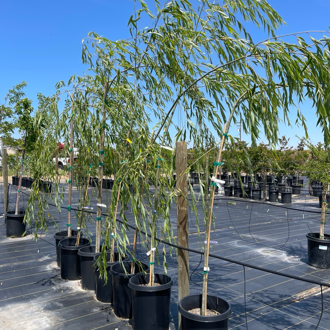 Weeping Willow