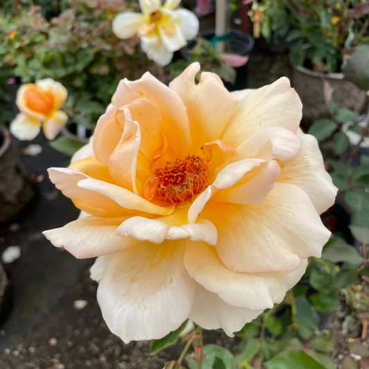 Tea Rose-Double Happiness