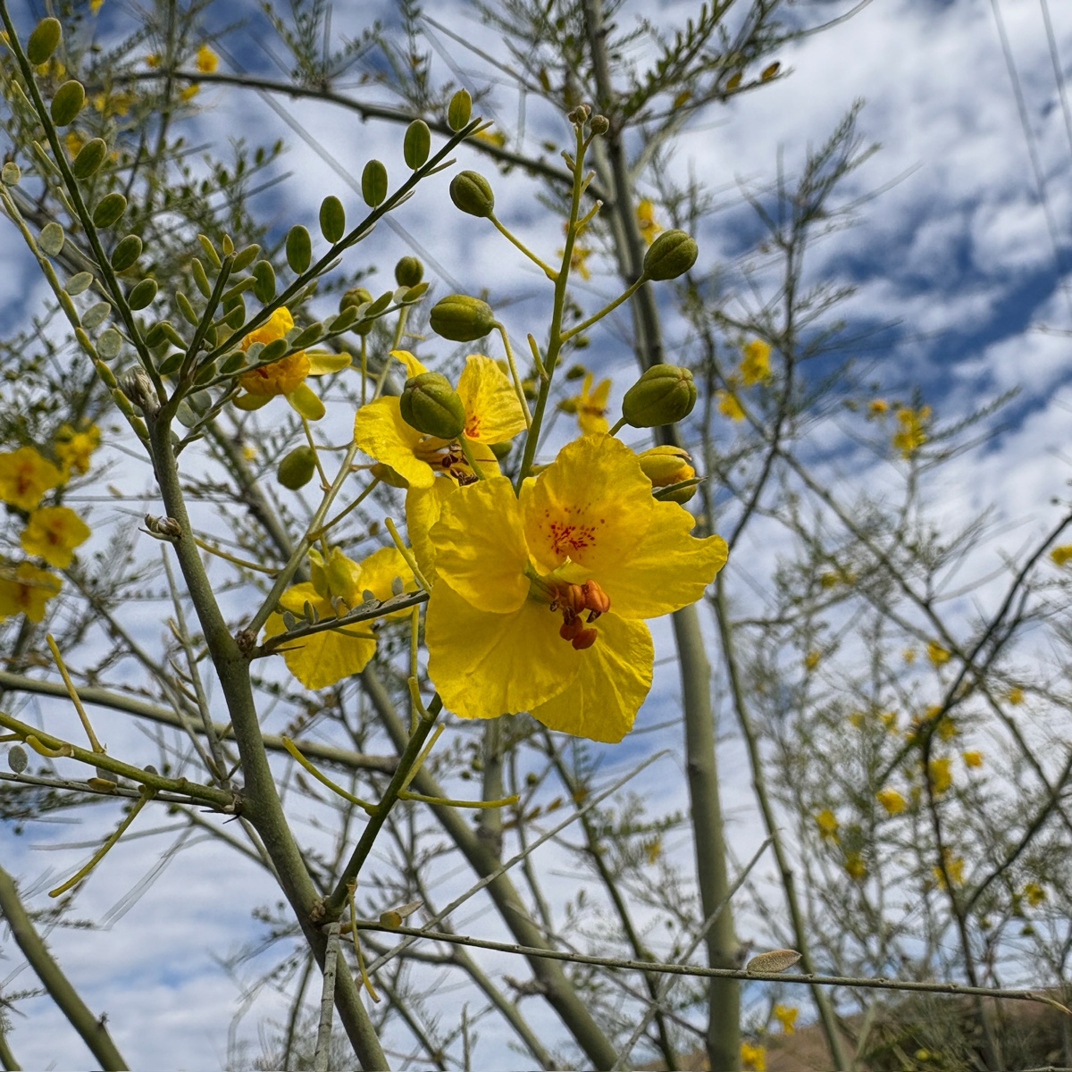 Palo Verde ‘Desert Museum’