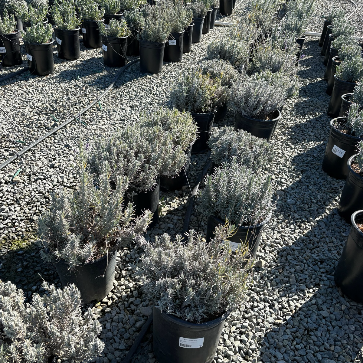 Munstead English Lavender