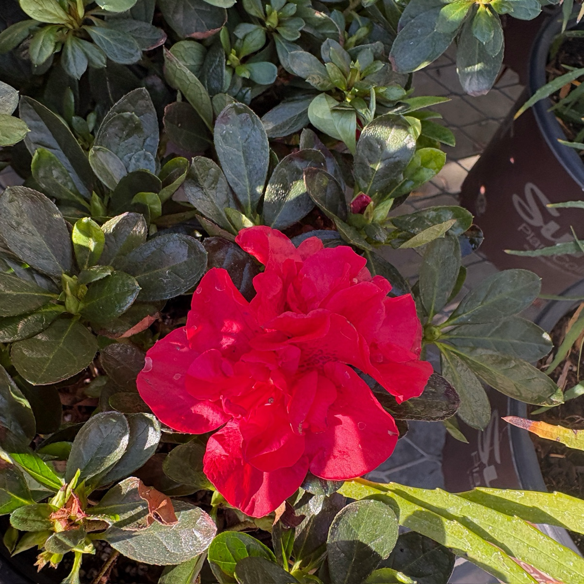 Autumn fire Encore® Azalea