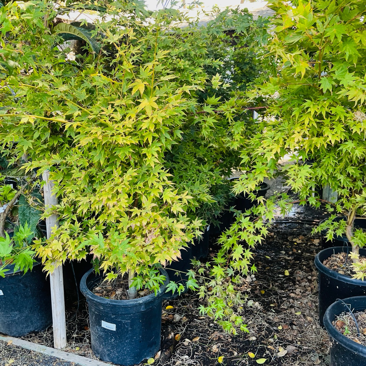 Acer palmatum - Coral Court Japanese Maple