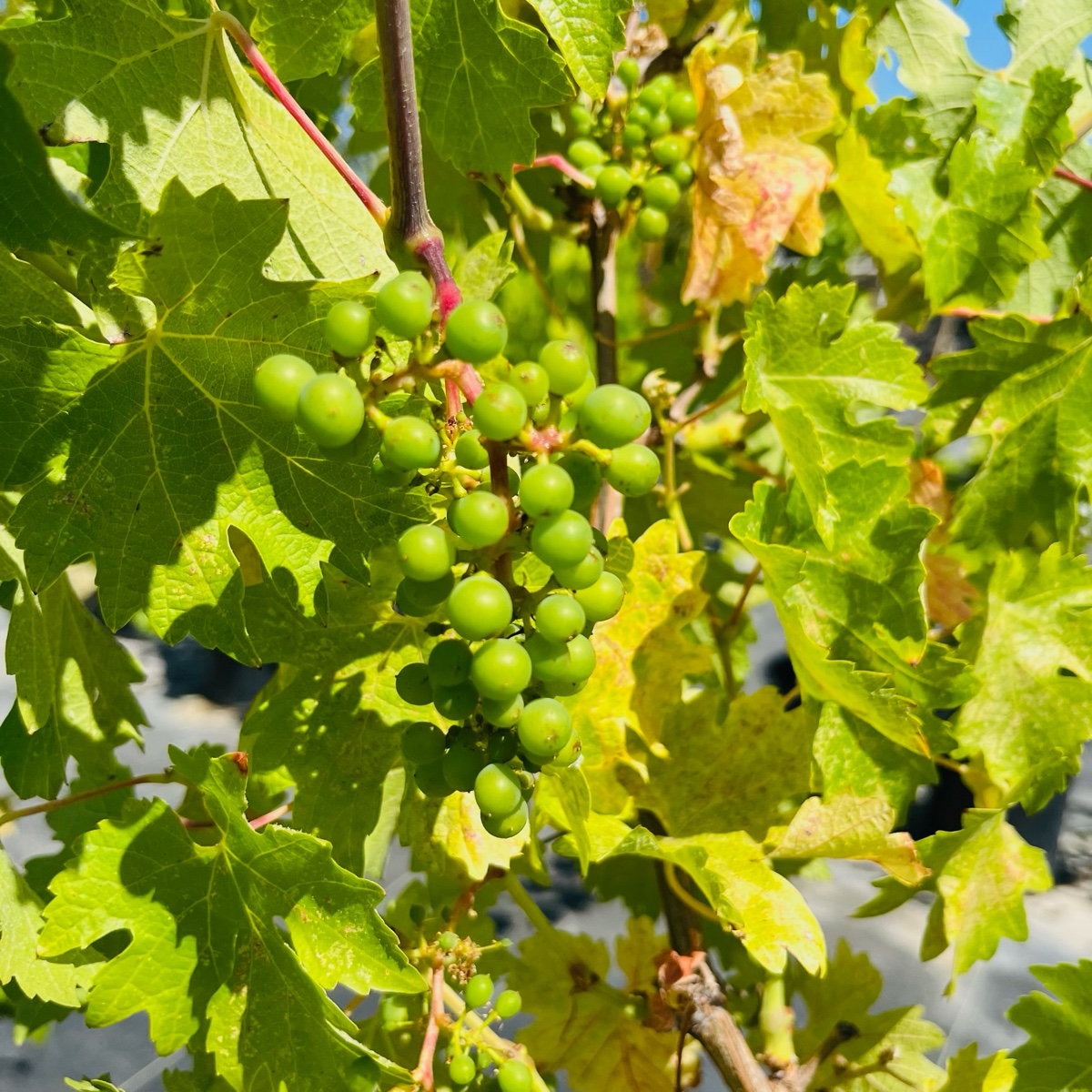 Wine grape vines - Cabernet Sauvignon