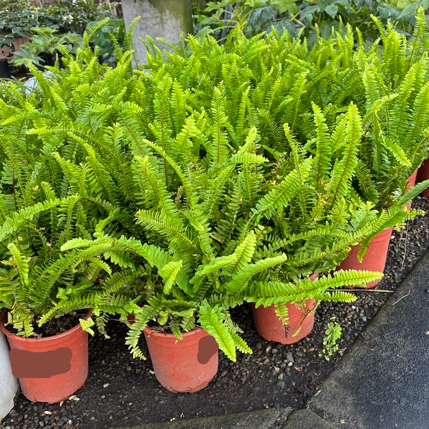 Southern Sword Fern