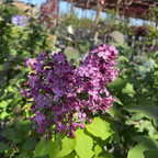 Common Lilac