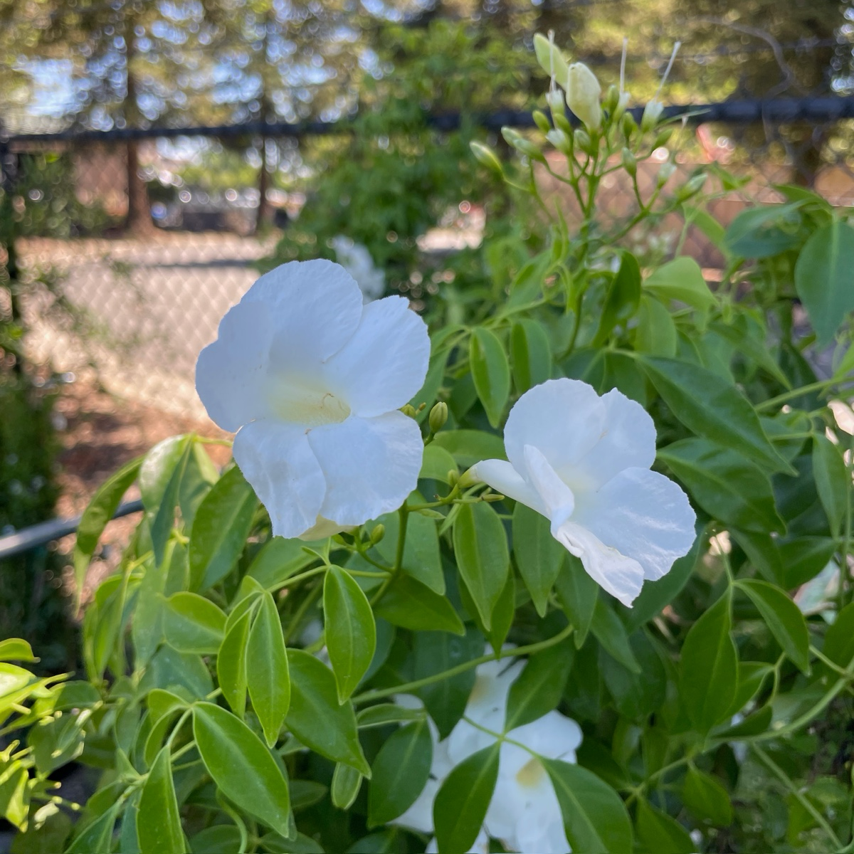 白花凌霄