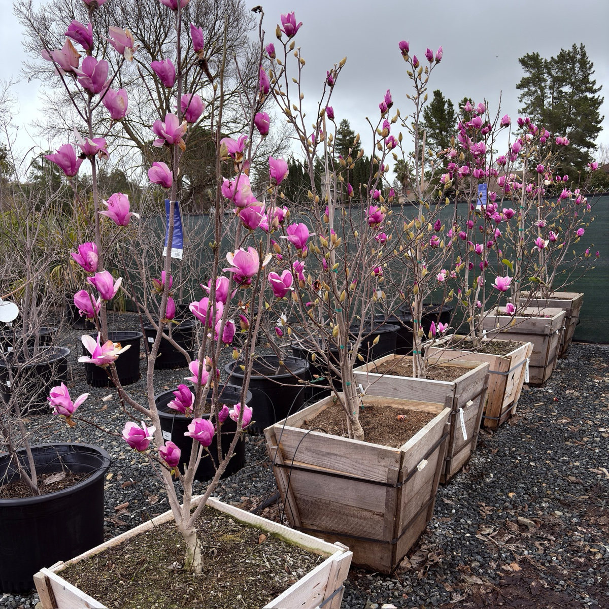 Alexandrina Saucer Magnolia / Tulip Tree