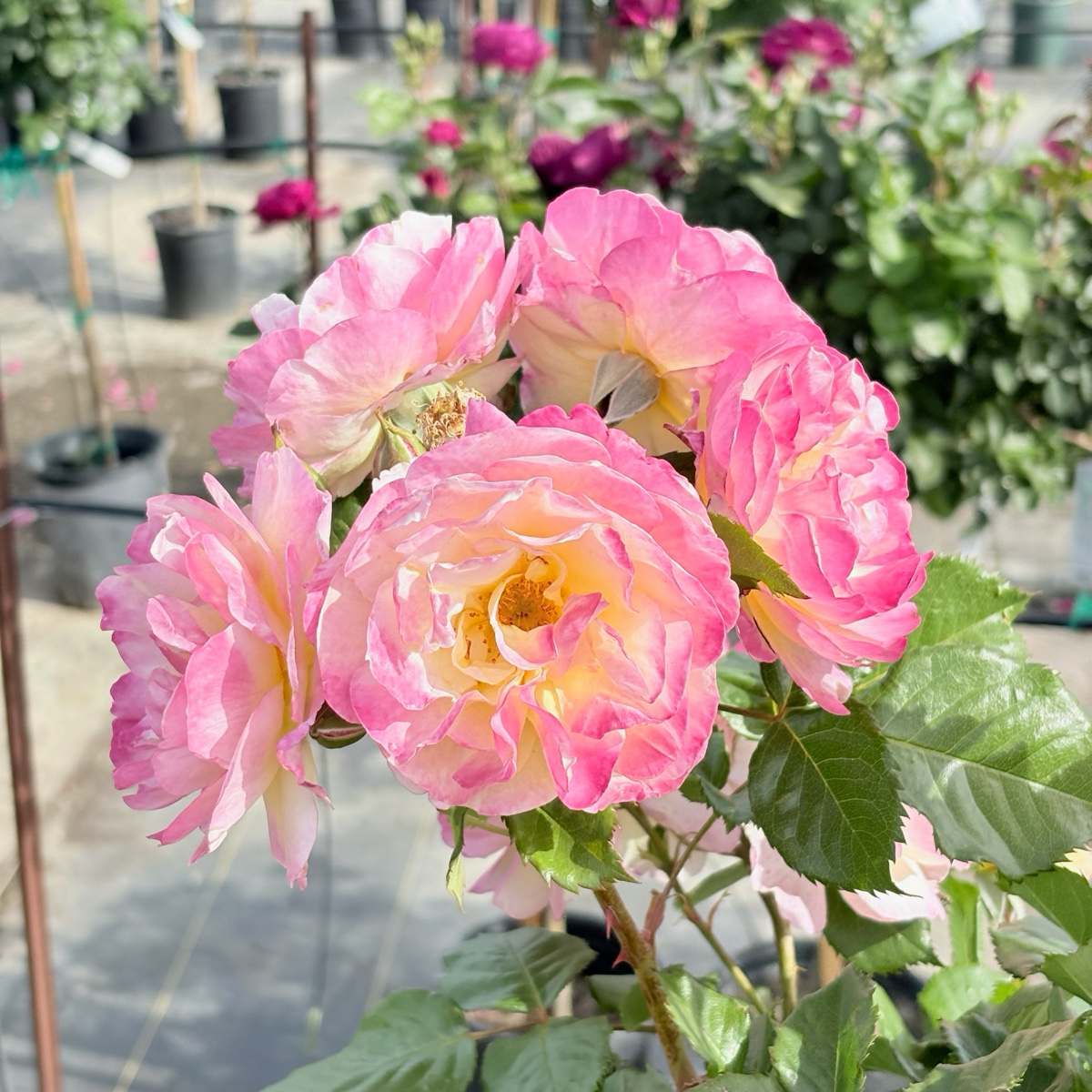 Life of the Party™  Rose