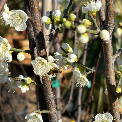 Green plum tree - Japanese green plum tree