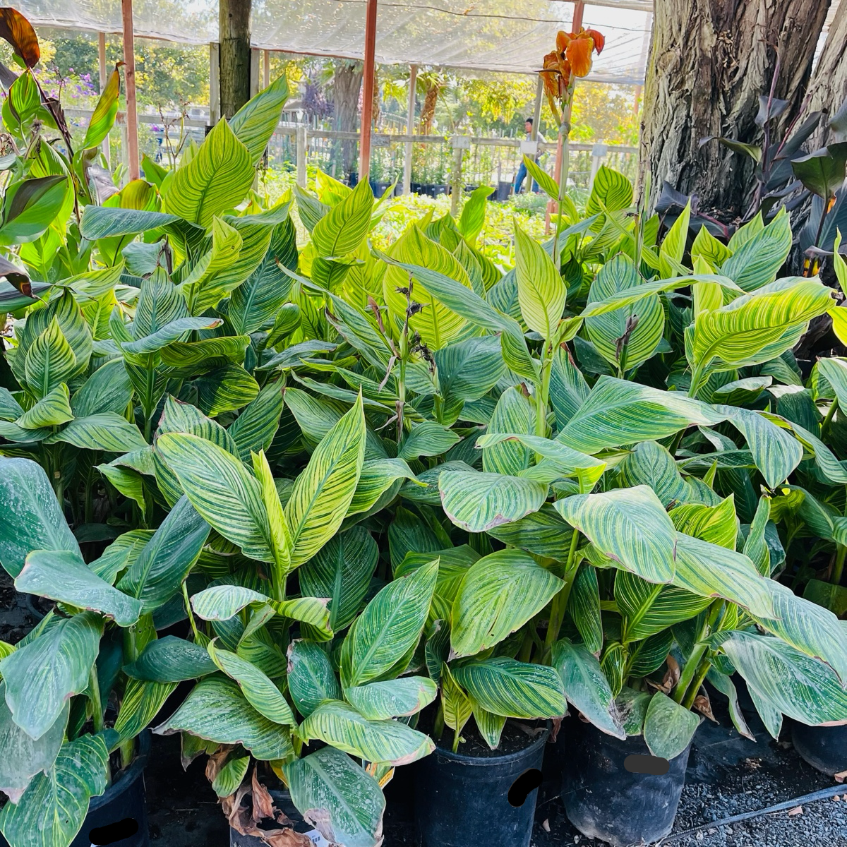 Tropicanna ®Gold Canna Lily
